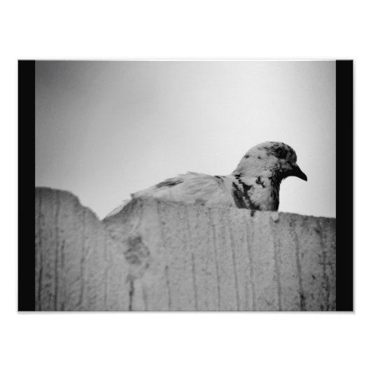Impression Photo Curieux Pigeon (Devant)