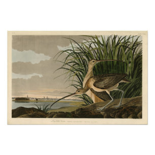Impression Photo Curlew from Audubon's Birds of America