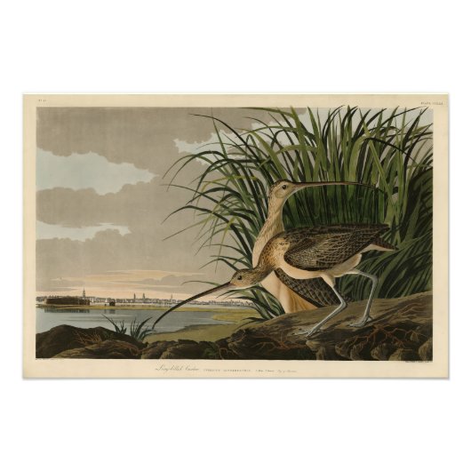 Impression Photo Curlew from Audubon's Birds of America (Devant)