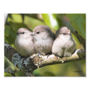 Impression Photo Cute Baby Bushtit Songbirds