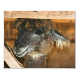 Impression Photo Cute Brown Alpaca 10x8 Animal de ferme
