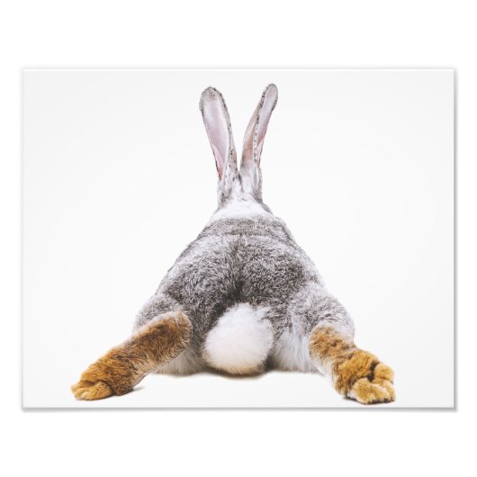 Impression Photo Cute Bunny Cotton Queue Animal Wall Art (Devant)
