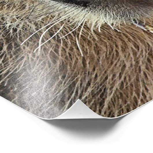 IMPRESSION PHOTO CUTE CAPYBARA (Coin)