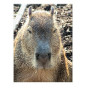 IMPRESSION PHOTO CUTE CAPYBARA (Devant)