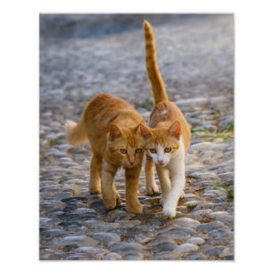 Impression Photo Cute Cat Kittens Marcher le même chemin - Paperpri