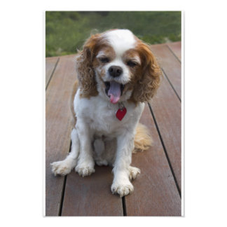 Impression Photo Cute Cavalier King Charles Spaniel Chien Yawning