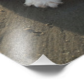 Impression Photo Cute Cavalier King Charles Spaniel Dog à la plage (Coin)