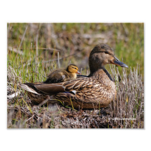 Impression Photo Cute Chillin' Mallard Maman Canard & Bébé Canard