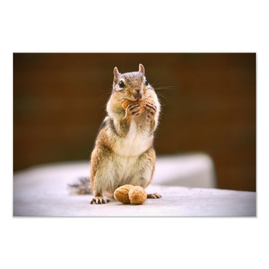 Impression Photo Cute Chipmunk Manger une cacahuète (Devant)