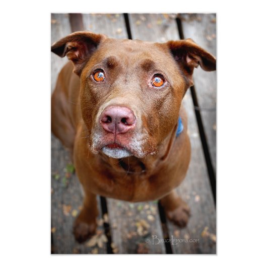 Impression Photo Cute chocolat Lab Pit Mix Chien 7 (Devant)