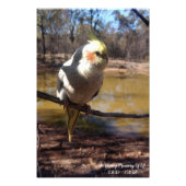 Impression Photo Cute Cockatiel (Devant)