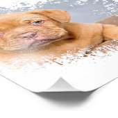 Impression Photo Cute Dog Wall Art Canvas – Modern Pet Photography  (Coin)