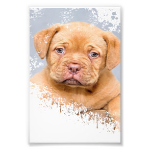 Impression Photo Cute Dog Wall Art Canvas – Modern Pet Photography