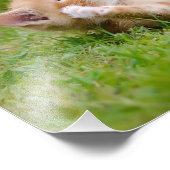 Impression Photo Cute drôle chaton chaton jouant dans un jardin fle (Coin)