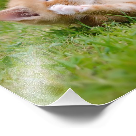 Impression Photo Cute drôle chaton chaton jouant dans un jardin fle (Coin)