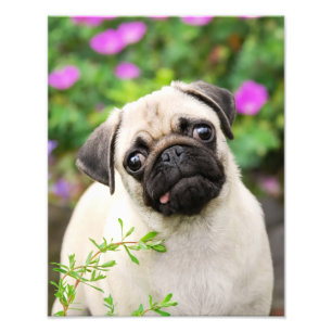 Impression Photo Cute Fawn couleur Carlin Chien Chien Chien Chien P