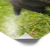 Impression Photo Cute Fluffy Red Fox Cub animal sauvage Baby - (Coin)