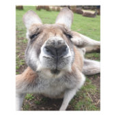 Impression Photo Cute Funny Kangaroo éducatif Mur animal Art (Devant)