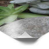 Impression Photo Cute Garden Frog Succulent Garden 8x10 (Coin)