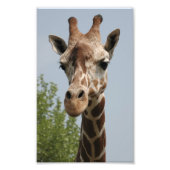 Impression Photo Cute Giraffe (Devant)