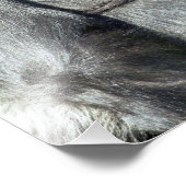 IMPRESSION PHOTO CUTE GORILLA (Coin)