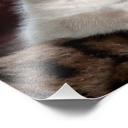 Impression Photo Cute Kitten (Coin)