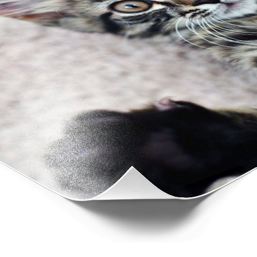 Impression photo Cute Kitten (Coin)