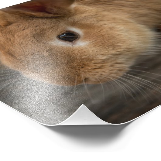 Impression Photo Cute lapin brun (Coin)