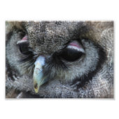 Impression Photo Cute Owl (Devant)