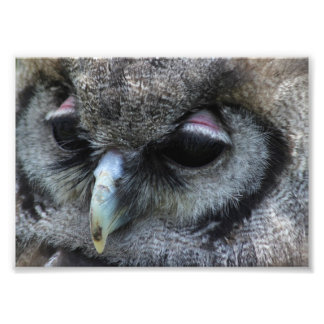 Impression Photo Cute Owl