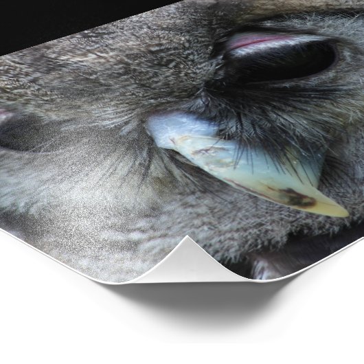 Impression Photo Cute Owl (Coin)