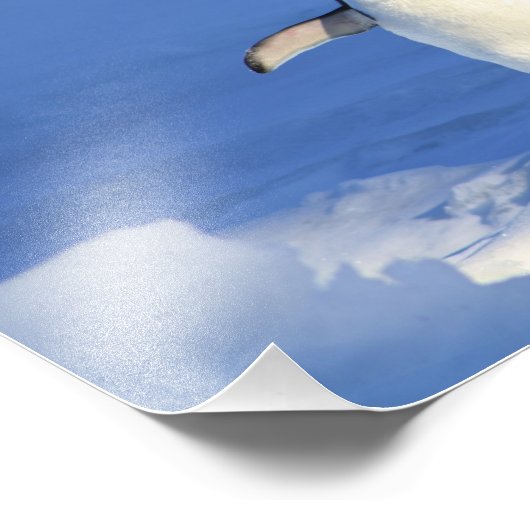 Impression Photo Cute Penguin (Coin)