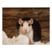 Impression Photo Cute rat (Devant)