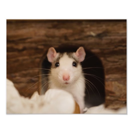 Impression Photo Cute rat (Devant)