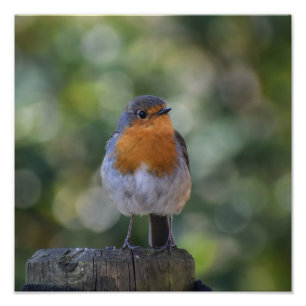 Impression Photo Cute Robin