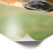 Impression Photo Cute Shetland Pony Foal Horse Head Frontale - (Coin)