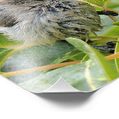 Impression Photo Cute Wet Young Bushtit Songbird sur le Laurel (Coin)