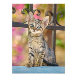 Impression Photo Cute Young Tabby Kitten aux yeux bleus dans un jar
