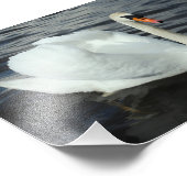 Impression Photo Cygne blanc (Coin)