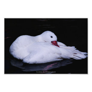 Impression Photo Cygne Coscoroba P3442