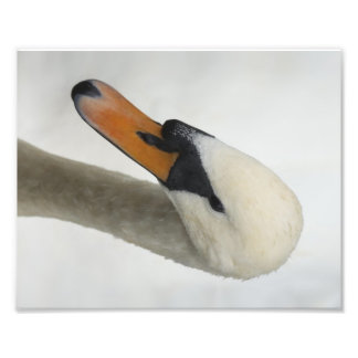 Impression Photo Cygne Macro Blanc