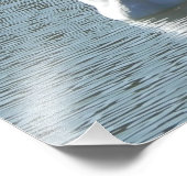 Impression Photo Cygne mâle (Coin)