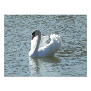 Impression Photo Cygne mâle