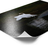 Impression Photo Cygne trompette (Coin)