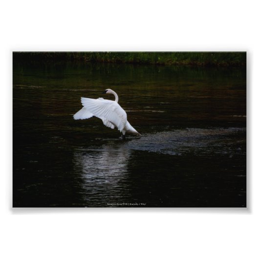 Impression Photo Cygne trompette (Devant)