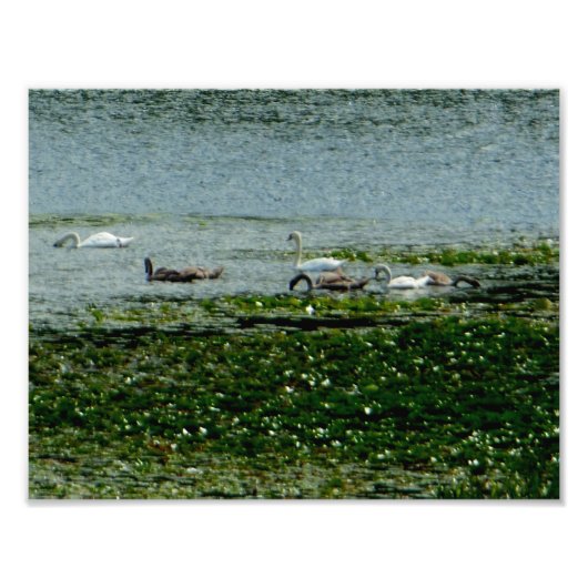 Impression Photo Cygnes aquatiques (Devant)