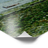 Impression Photo Cygnes aquatiques (Coin)