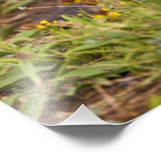 Impression Photo Cynomys à queue noire (Coin)