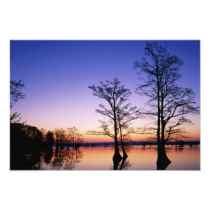 Impression Photo Cyprès chauves silhouettés au coucher du soleil,