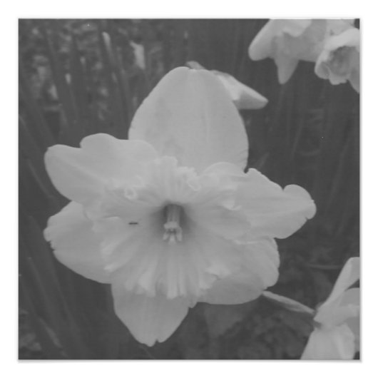 Impression Photo Daffodile sauvage (Devant)